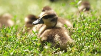 Husička vdovka 1.jpg