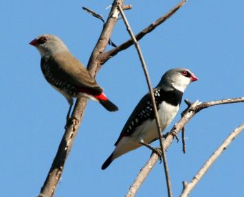 Amadina diamantová (Stagonopleura guttata).jpg